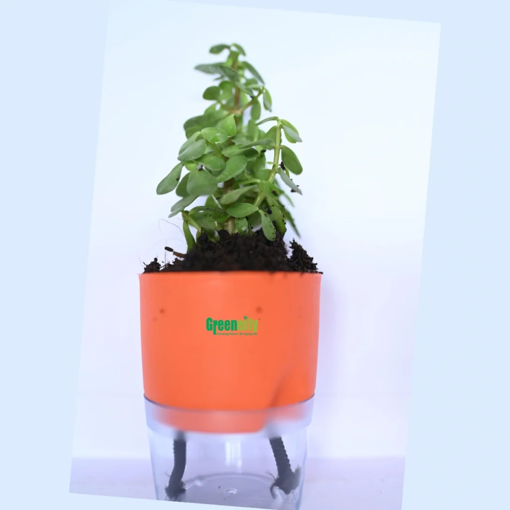 Elephant bush (Portulacaria afra)
