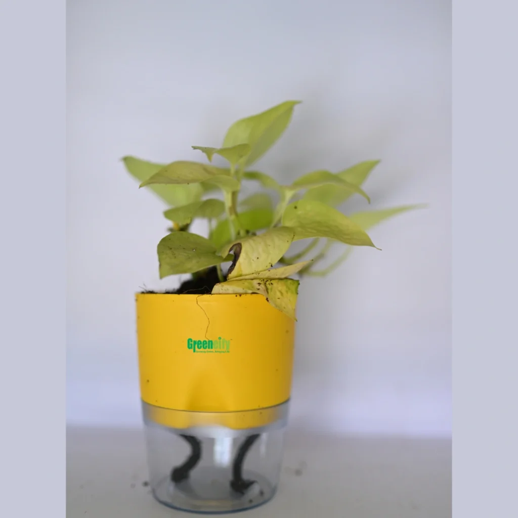 Golden Money Plant (Epipremnum aureum)