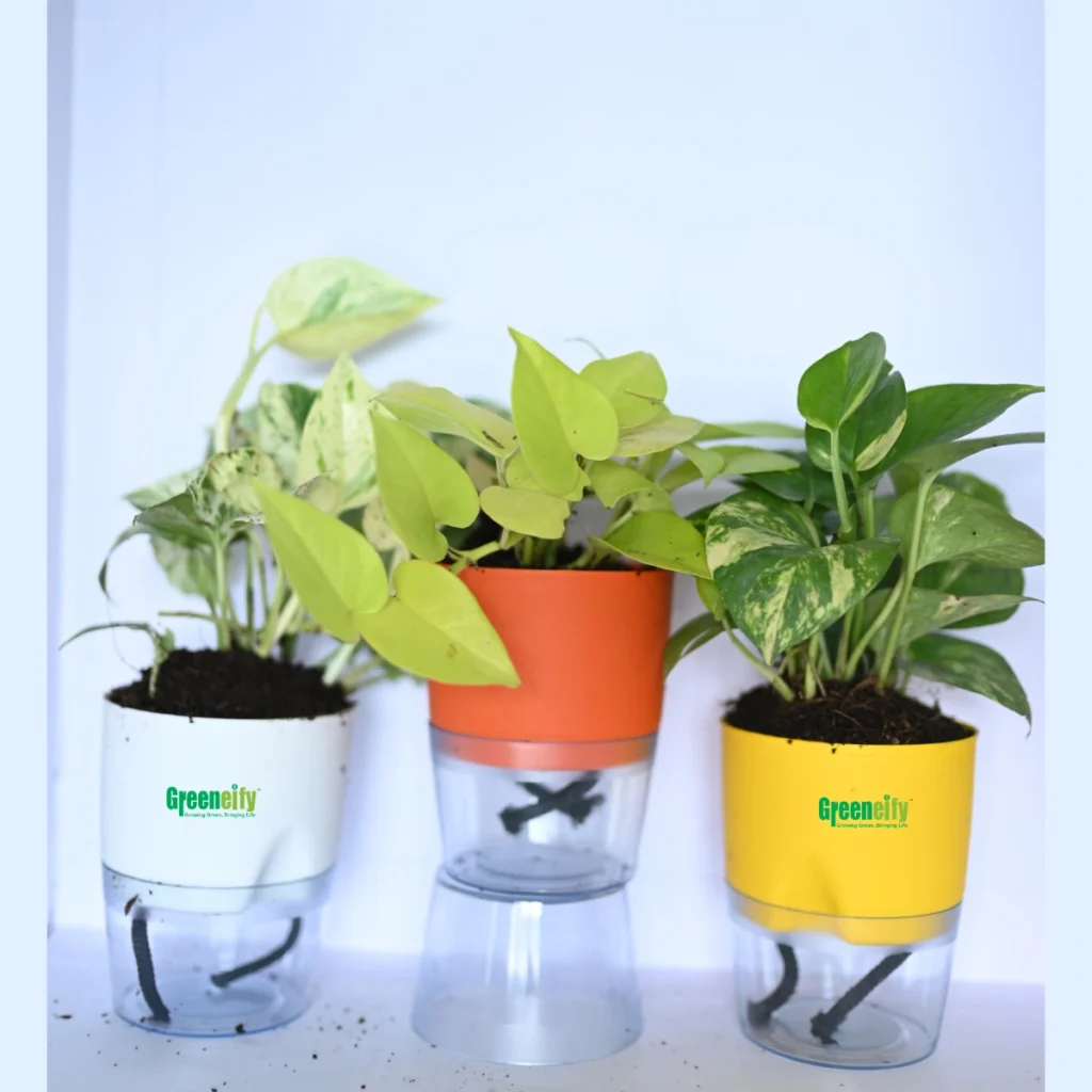best of 3 Money p plant combo pack
