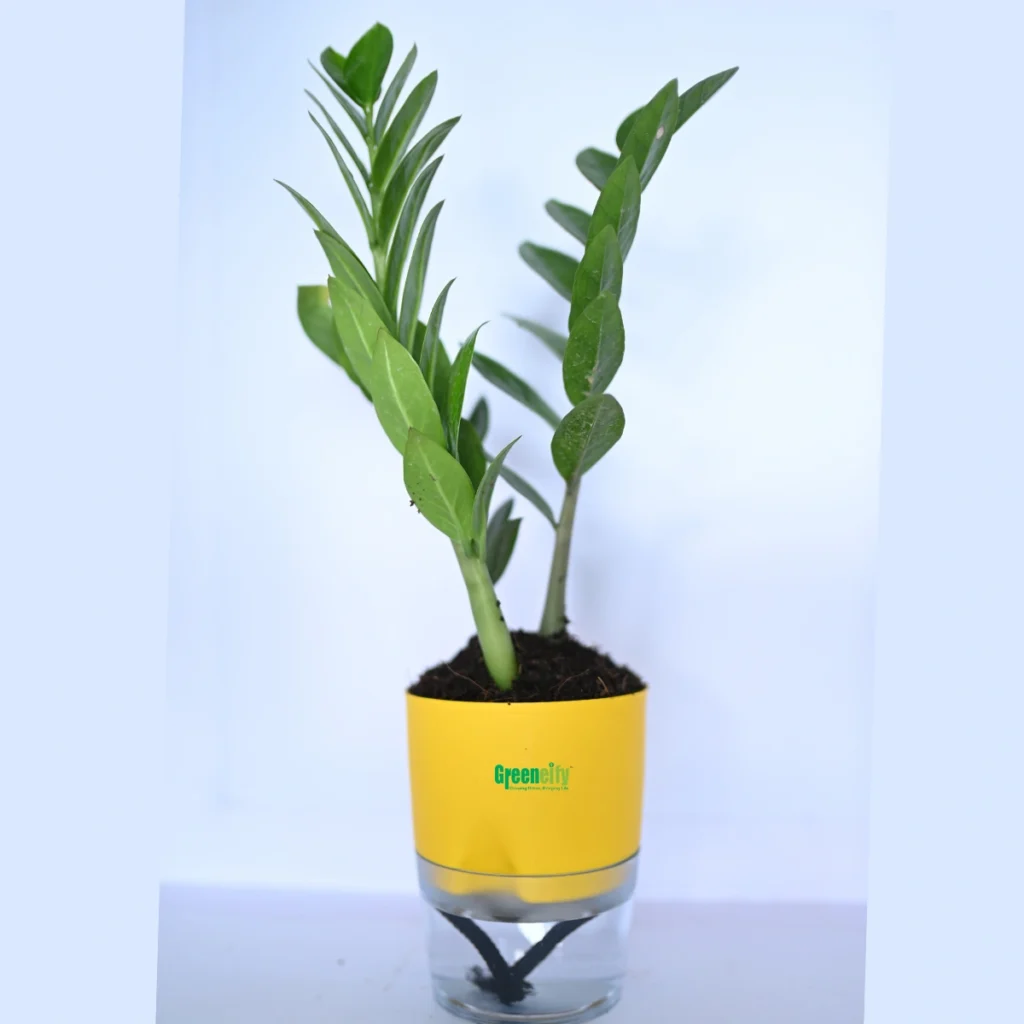 ZZ Plant Green (Zamioculcas zamiifolia)