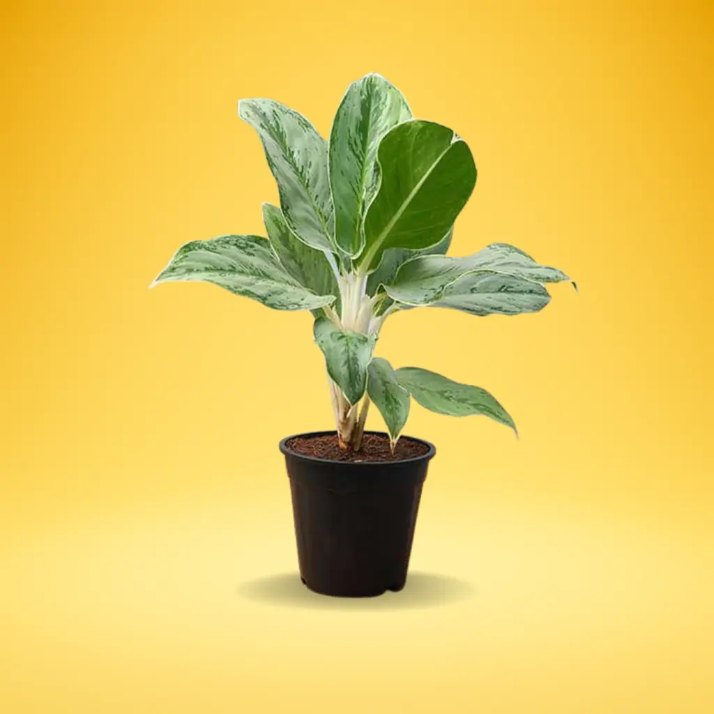 Aglaonema Green Plant (Aglaonema modestum)