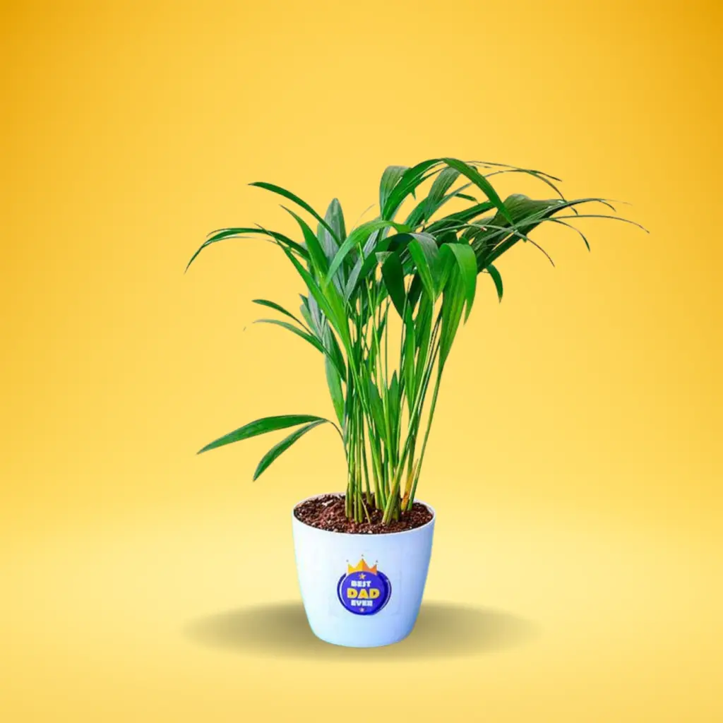 Areca Palm (Dypsis lutescens)