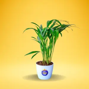 Areca Palm (Dypsis lutescens)
