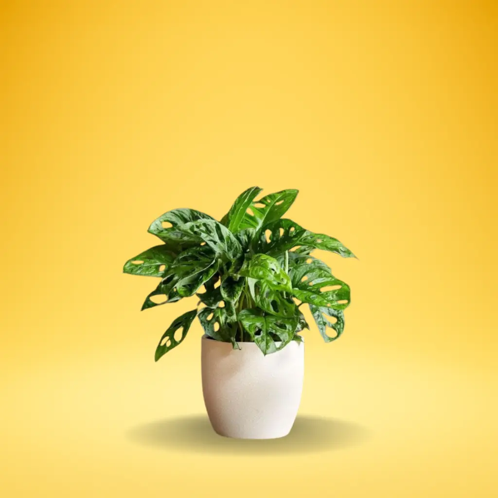 Broken Heart Plant (Dischidia rafflesiana)