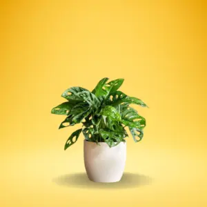 Broken Heart Plant (Dischidia rafflesiana)